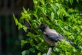 Grey crow in city park. Advanced species of commensal animals Royalty Free Stock Photo