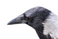 Grey crow closeup isolated on white