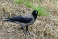 Grey crow Cornux cornix