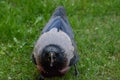 Grey crow Corvus tristis