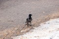 Grey crow on the dirty snow closeup