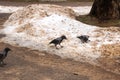 Grey crow on the dirty snow closeup