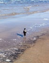 Grey crow walking in sea water near seacoast, shot from the back