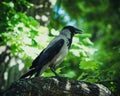 A grey crow on a green leafs background. International Bird Day.