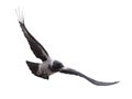 Grey crow with large black wings Royalty Free Stock Photo