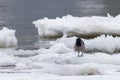 Grey crow on snow and ice on a bank of river Royalty Free Stock Photo