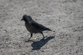 Grey crow walking on gravel..