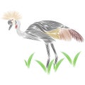 Grey Crown Crane