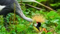 The grey crowned African crane have been breeding in Folly Farm Zoo, Wales