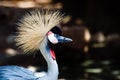 Grey crowned crane