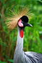 Grey Crowned Crane