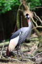 Grey Crowned Crane Royalty Free Stock Photo