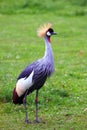 Grey Crowned Crane