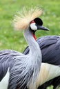 Grey Crowned Crane