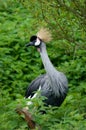 Grey Crowned Crane Royalty Free Stock Photo