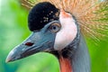 Grey Crowned Crane