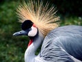 Grey Crowned Crane Royalty Free Stock Photo