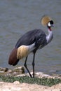 The grey crowned crane from Africa Royalty Free Stock Photo