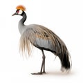 Grey Crowned Crane African Safari Animal on White Background Royalty Free Stock Photo