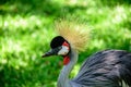 The grey crowned crane on the background of green grass in Iguacu National Park Royalty Free Stock Photo
