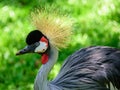 The grey crowned crane on the background of green grass in Iguacu National Park Royalty Free Stock Photo