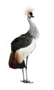 Grey Crowned Crane - Balearica regulorum (18 month