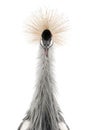 Grey Crowned Crane - Balearica regulorum (18 month Royalty Free Stock Photo