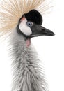 Grey Crowned Crane - Balearica regulorum (18 month Royalty Free Stock Photo