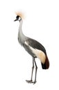 Grey Crowned Crane - Balearica regulorum (18 month Royalty Free Stock Photo