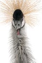 Grey Crowned Crane - Balearica regulorum (18 month