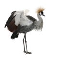 Grey Crowned Crane - Balearica regulorum (18 month Royalty Free Stock Photo