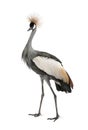 Grey Crowned Crane - Balearica regulorum (18 month Royalty Free Stock Photo