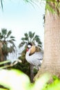 Grey Crowned Crane (Balearica regulorum)