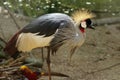 Wild Bird. Grey crowned crane Royalty Free Stock Photo