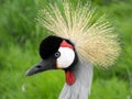 Crowned Crane Portrait side view Royalty Free Stock Photo