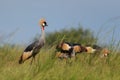 Grey Crowned-crane - Balearica regulorum