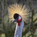 Grey Crowned Crane Balearica regulorum