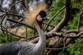Portrait of a grey crowned crane