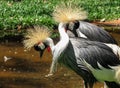 Grey Crowned Crane Balearica Regulorum Couple Courtship Royalty Free Stock Photo