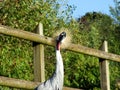 The grey crowned crane Balearica regulorum, Der SÃÂ¼dafrika-Kronenkranich, Grauhals-Kronenkranich or Heller Kronenkranich