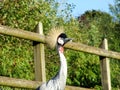 The grey crowned crane Balearica regulorum, Der SÃÂ¼dafrika-Kronenkranich, Grauhals-Kronenkranich or Heller Kronenkranich