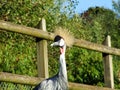 The grey crowned crane Balearica regulorum, Der SÃÂ¼dafrika-Kronenkranich, Grauhals-Kronenkranich or Heller Kronenkranich Royalty Free Stock Photo