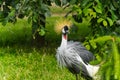 Grey crowned crane - balearica regulorum gibericeps. African crowned crane - Uganda national bird. golden crested crane