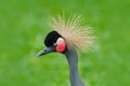 Grey crowned crane, Balearica regulorum, with green background. Bird head with gold crest in beautiful evening sun light. Wildlife Royalty Free Stock Photo