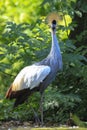 Grey crowned crane, Balearica regulorum, national bird of Uganda