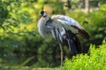 Grey crowned crane, Balearica regulorum, national bird of Uganda