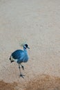 Grey crowned crane Balearica regulorum, the national bird of Uganda, isolated on sandy ground