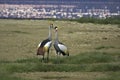 Grey Crowned Crane, balearica regulorum, Pair at Nakuru Park with Flamingo at Background, Kenya Royalty Free Stock Photo