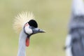 Grey crowned crane portrait Royalty Free Stock Photo