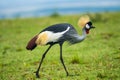 Grey crowned crane Royalty Free Stock Photo